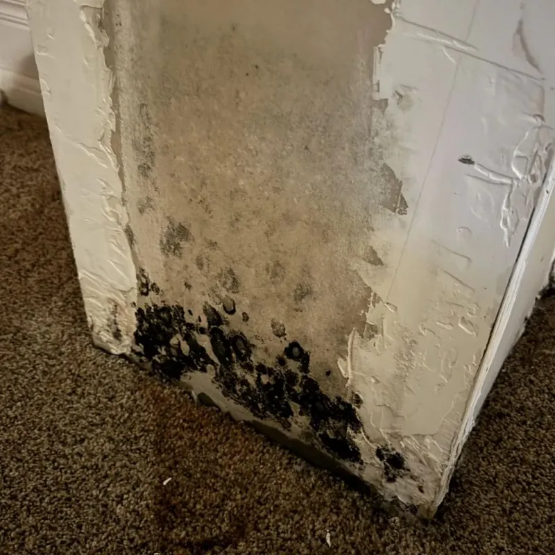 Professional Mold Removal in South Pittsburg, TN